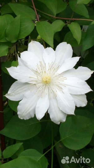 Клематисы разные