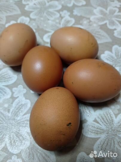 Домашние куриные яйца