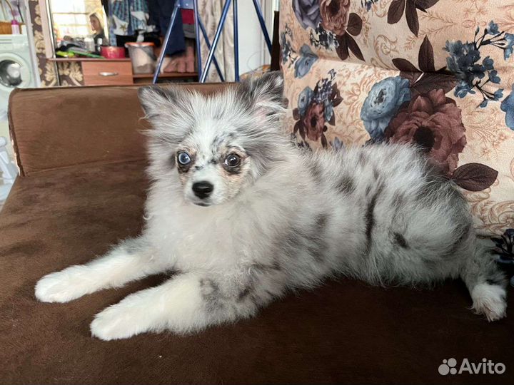 Померанский шпиц