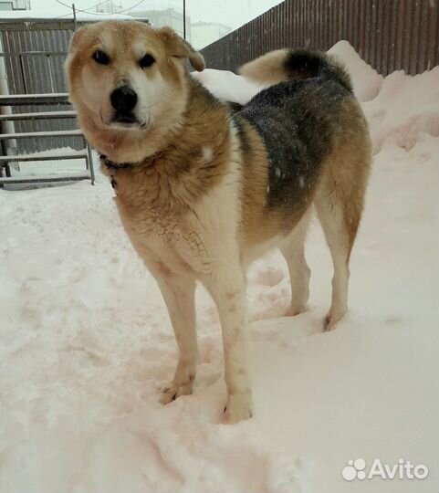 Кобель в добрые руки
