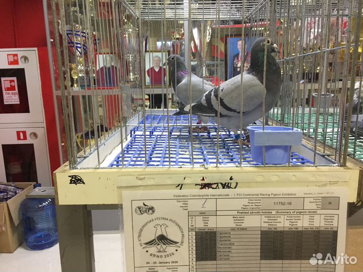 Продам голубей