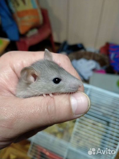 Крысята дамбо