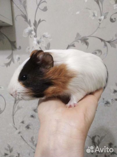 Передержка животных