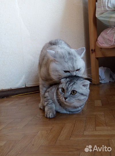 Кот ищет кошку