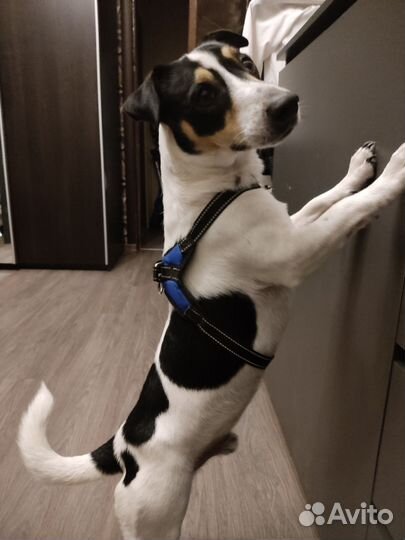 Шлейка для собаки мелких-средних пород