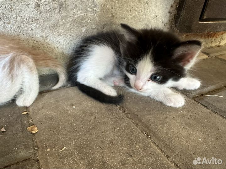 Котята в добрые руки мальчики