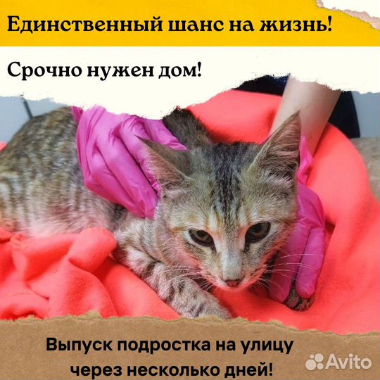 Молодая леопардовая полосатая кошка в добрые руки