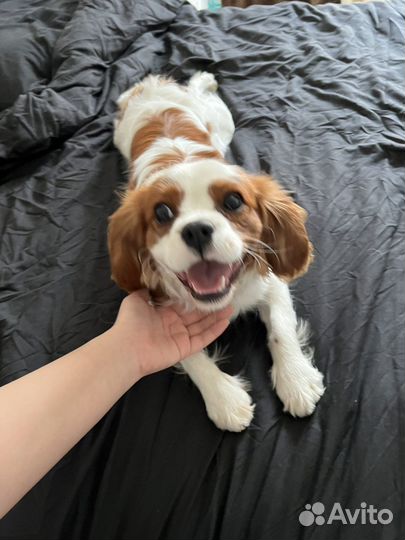 Передержка домашних животных