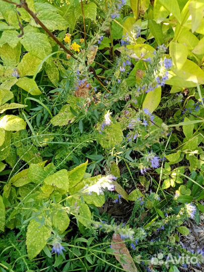 Пряные травы в горшках