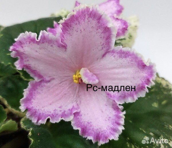 Фиалка детка