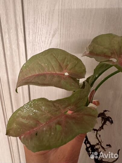 Сингониум Розовая икра