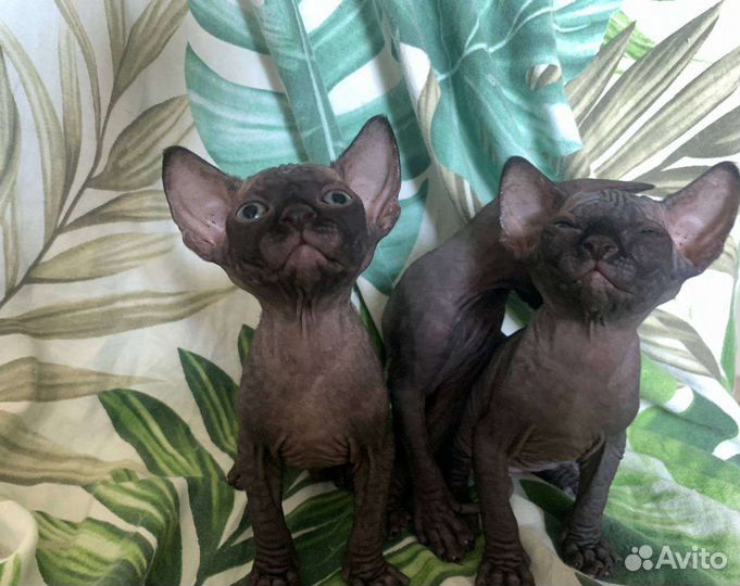 Канадский сфинкс котенок