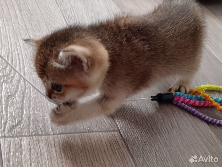 Шотландская шиншилла девочка чёрное золото котёнок