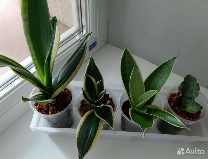 Сансевиерия