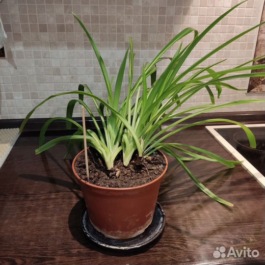 Хлорофитум