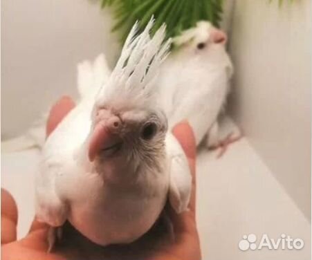 Корелла безщекая птенцы