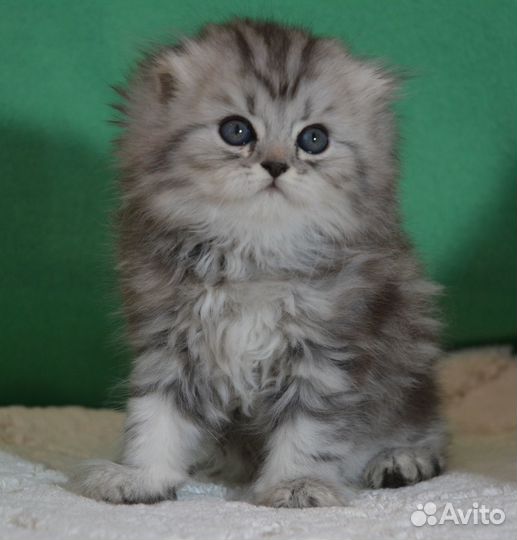 Вислоухие котята