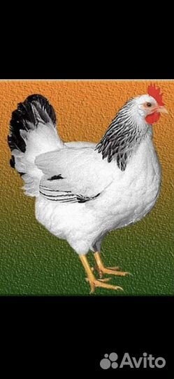 Цыплята доминант суссекс-д104