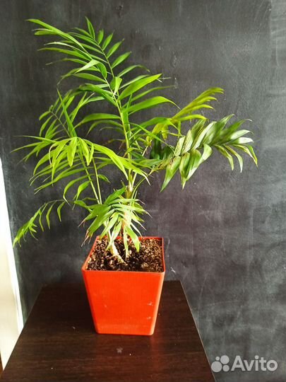 Пальма хамедорея