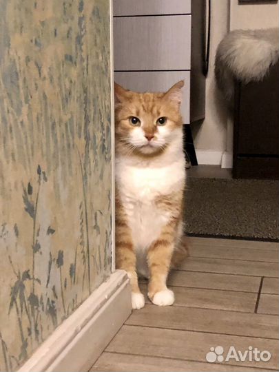 Кошка ищет дом