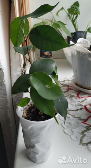 Монстера Адансона, фикус Бенджамина
