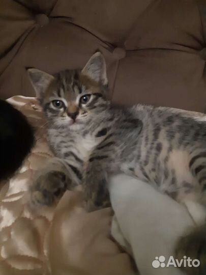 Кошки в добрые руки бесплатно