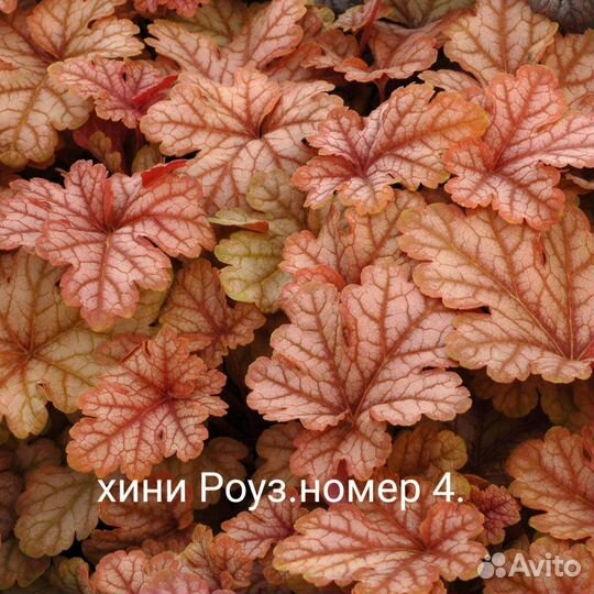 Гейхера. часть 2