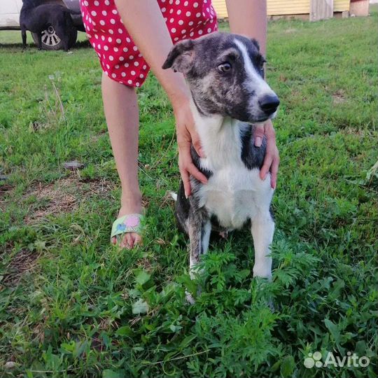 Султан ищет дом