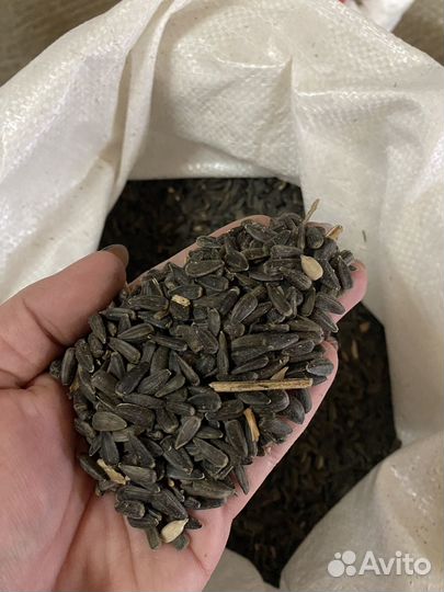 Семечка урожай 2023