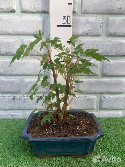 Бегония каудексная / Бегония дрега