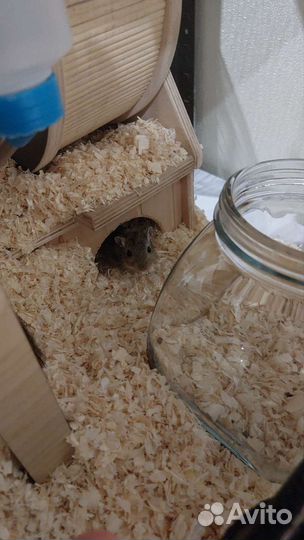 Мышка песчанка