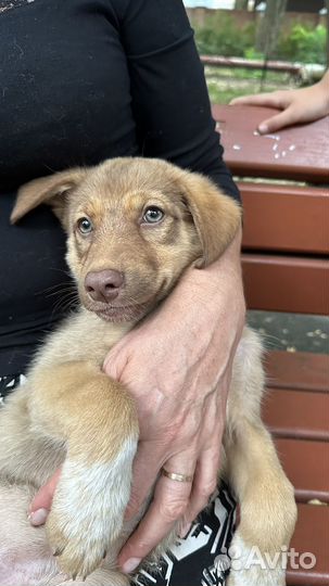 Щенки в добрые руки