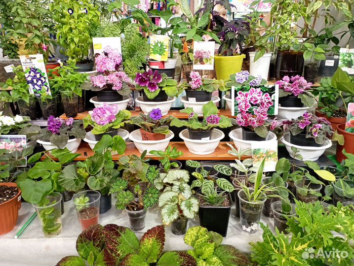 Комнатные цветы