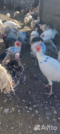 Индюки домашние