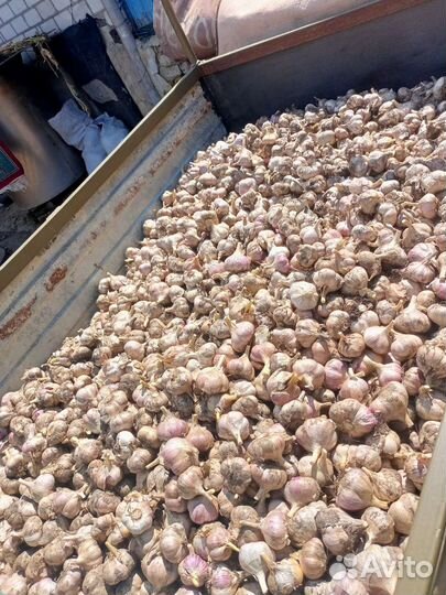 Чеснок семенной Любаша