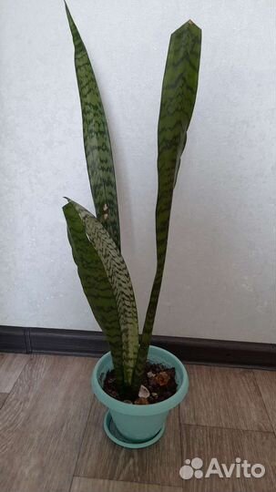 Сансевиерия