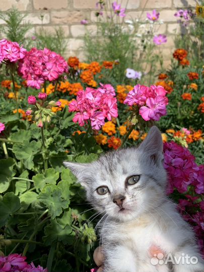 Британские котята