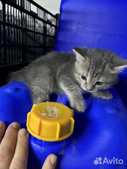 Котенок девочка