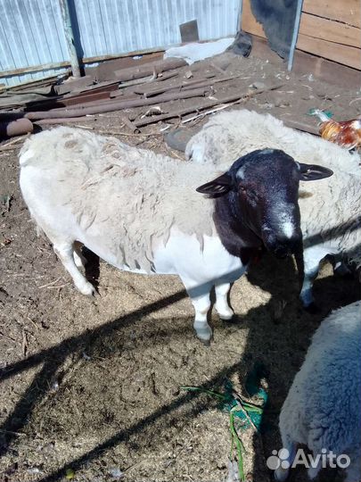 Овцы,бараны дорпер