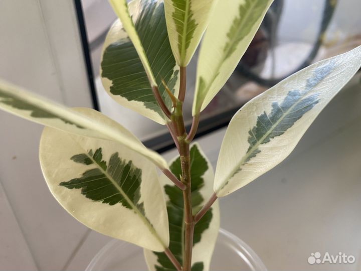 Фикус микрокарпа альбомаргината