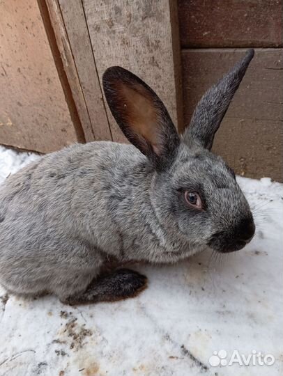 Кролик Полтавское серебро