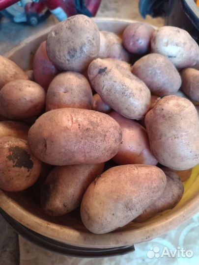 Картофель, чеснок