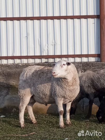 Белый дорпер