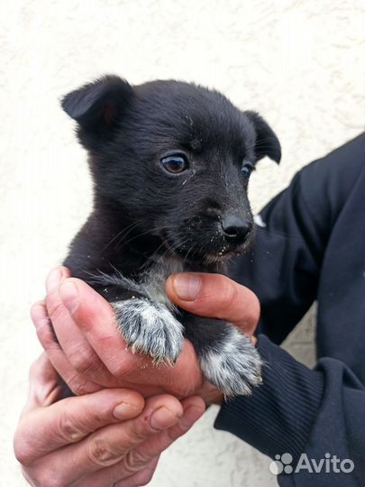 Щенки в добрые руки
