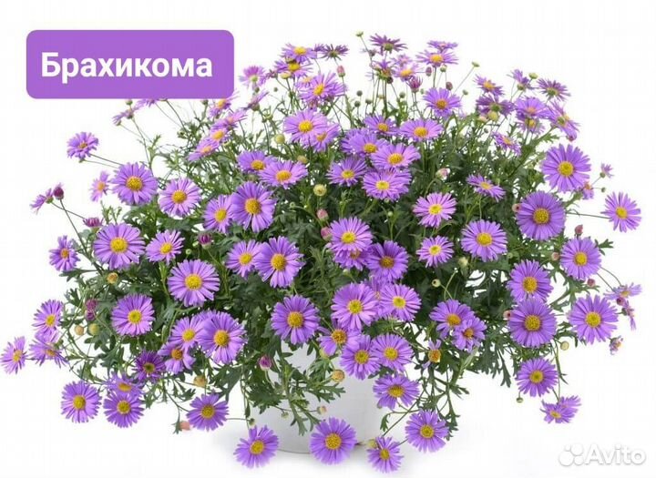 Цветы для сада