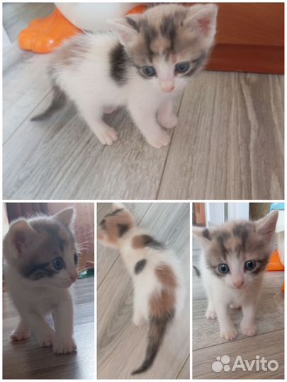 Красивые котята мышеловки в добрые руки