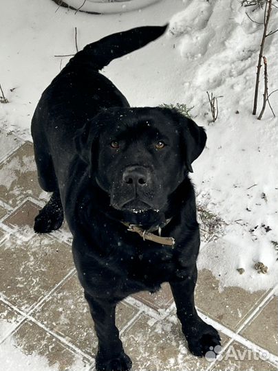 Лабрадор вязка