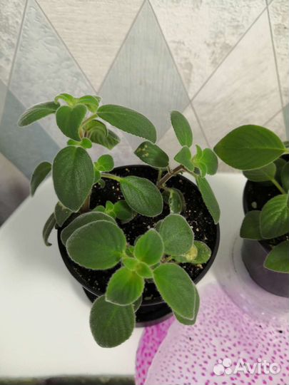 Стрептокарпелла голубая