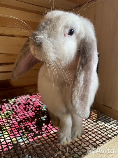 Кролики породы французский баран