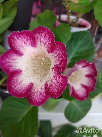 Глоксинии в ассортименте